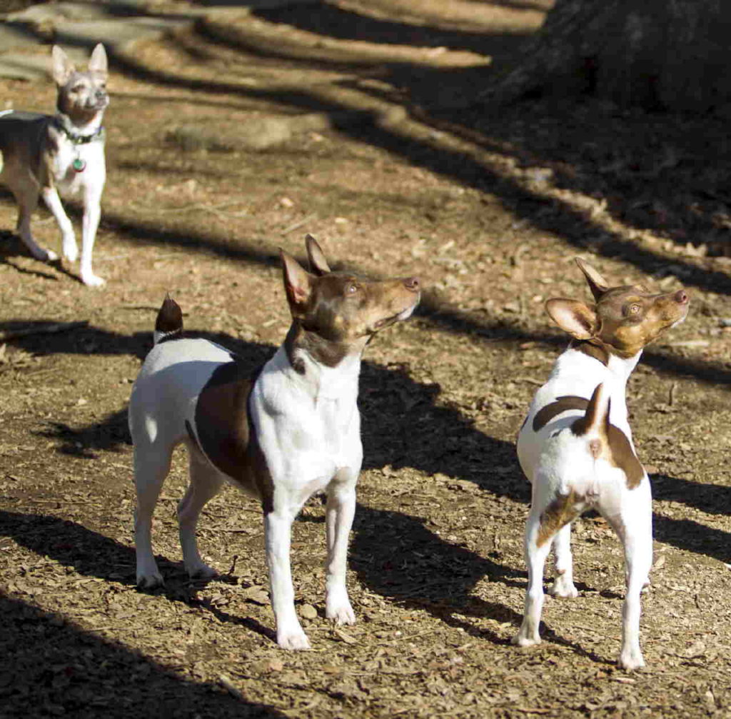 Hidi, Jase, Kori, 3 Rat Terriers