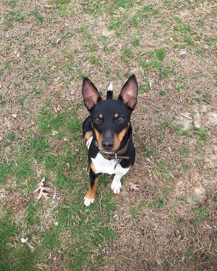 Image of K2’s Black Ice (aka Diego) a young male Rat Terrier