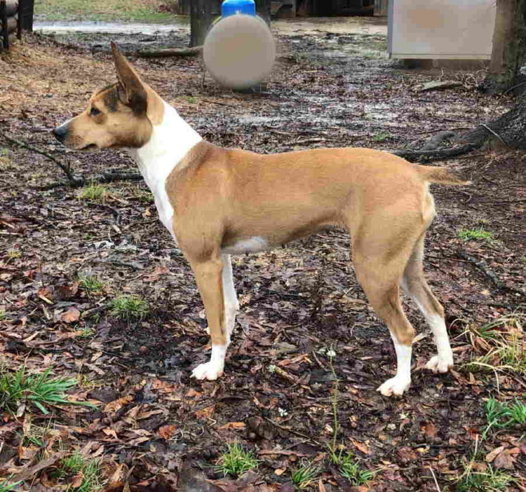 The Puppies ⋆ Coldwater Rat Terriers of NC