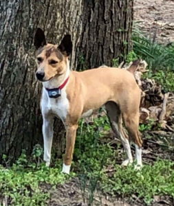 Image of Sadie a strong intelligent Rat Terrier